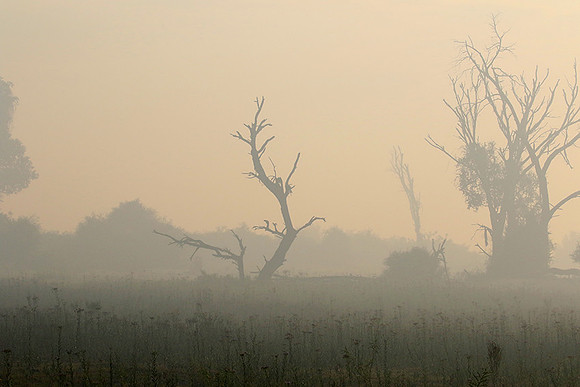 Morning mist - Duba plains, Okavango