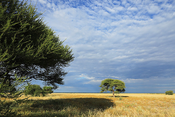 Central Kalahari