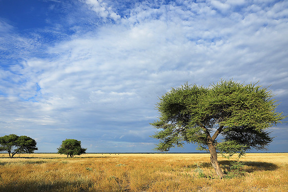 Central Kalahari