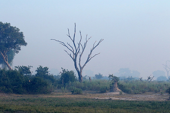 Morning mist - Duba plains, Okavango