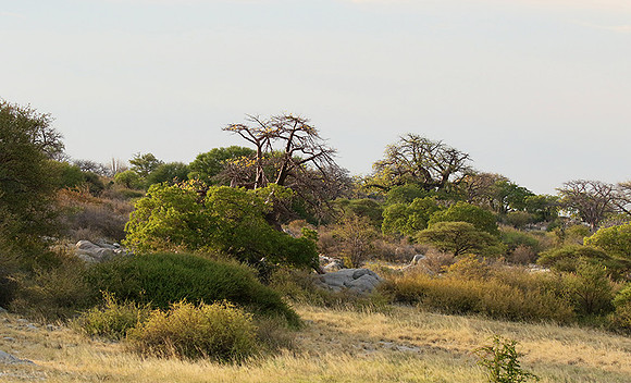 Kubu island - Makgadikgadi