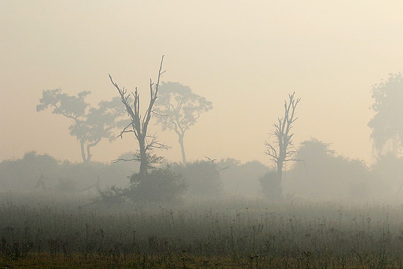 Morning mist - Duba plains, Okavango
