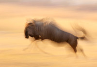 Wildebeest - motion blur  Hwange NP - Zimbabwe