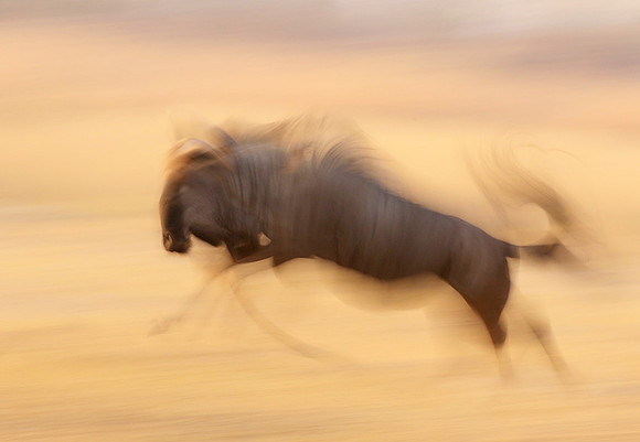Wildebeest - motion blur  Hwange NP - Zimbabwe