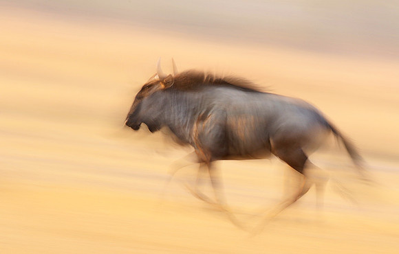 Wildebeest - motion blur  Hwange NP - Zimbabwe