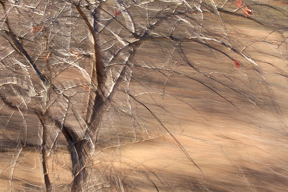 Tree along the road through Kruger NP - South Africa