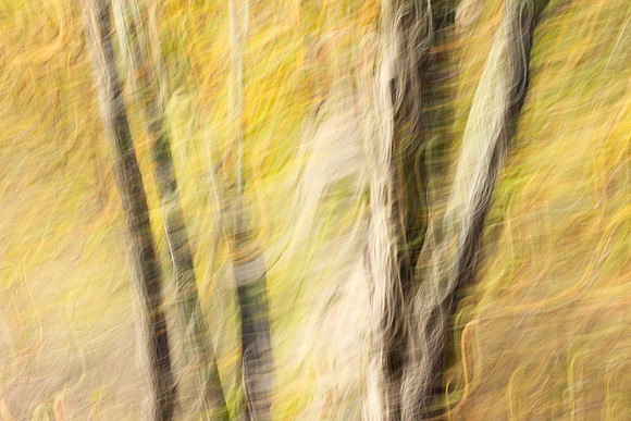 Tree along the road through Kruger NP - South Africa