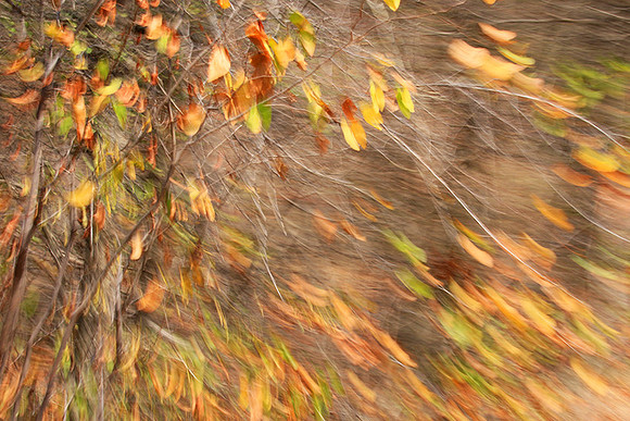 Tree along the road through Kruger NP - South Africa