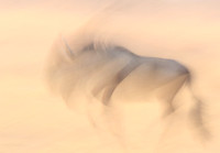 Wildebeest - motion blur  Hwange NP - Zimbabwe