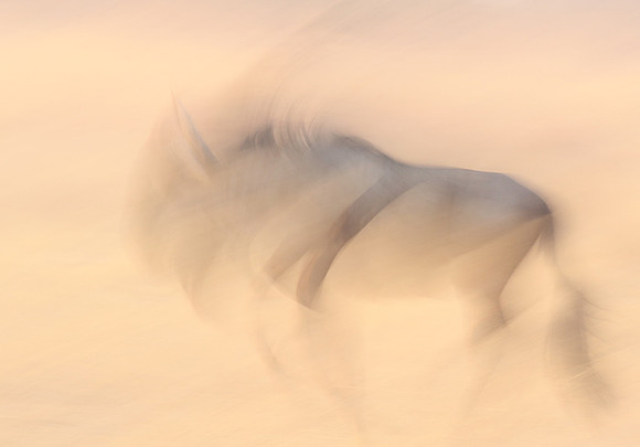 Wildebeest - motion blur  Hwange NP - Zimbabwe