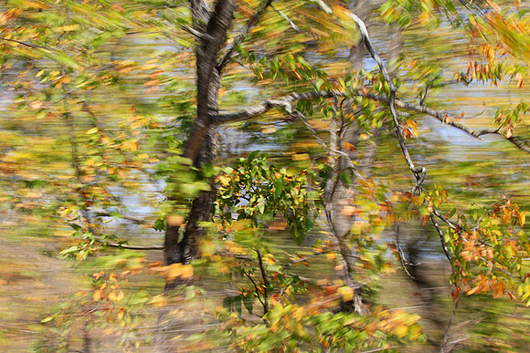 Tree along the road through Kruger NP - South Africa