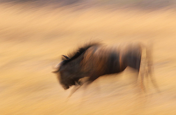 Wildebeest - motion blur  Hwange NP - Zimbabwe