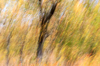 Tree along the road through Kruger NP - South Africa