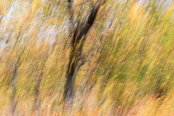 Tree along the road through Kruger NP - South Africa