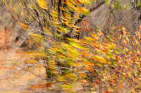 Tree along the road through Kruger NP - South Africa