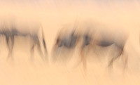Wildebeest - motion blur  Hwange NP - Zimbabwe