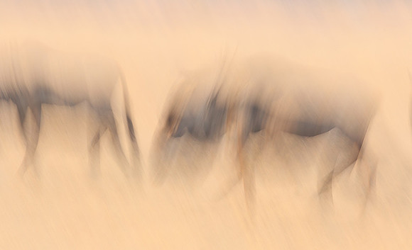 Wildebeest - motion blur  Hwange NP - Zimbabwe