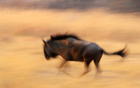 Wildebeest - motion blur  Hwange NP - Zimbabwe