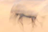 Wildebeest - motion blur  Hwange NP - Zimbabwe