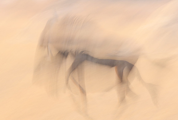 Wildebeest - motion blur  Hwange NP - Zimbabwe