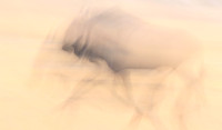 Wildebeest - motion blur  Hwange NP - Zimbabwe