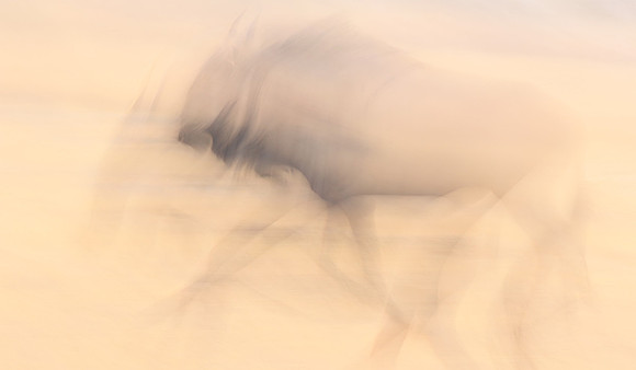 Wildebeest - motion blur  Hwange NP - Zimbabwe