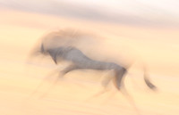 Wildebeest - motion blur  Hwange NP - Zimbabwe