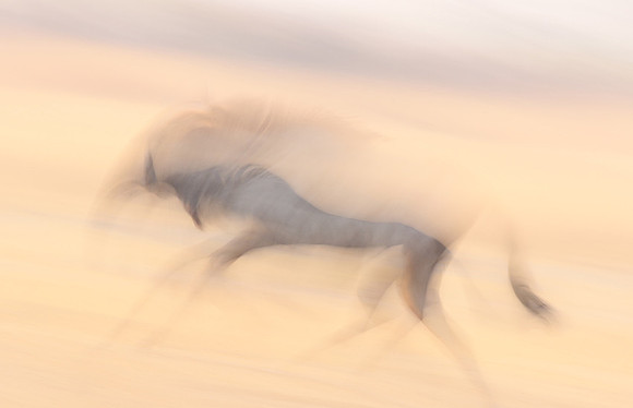 Wildebeest - motion blur  Hwange NP - Zimbabwe