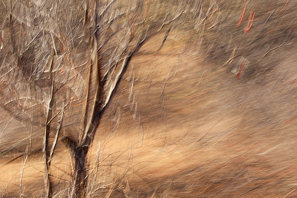 Tree along the road through Kruger NP - South Africa