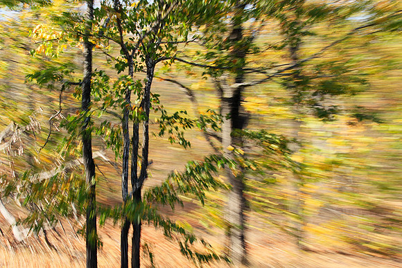 Tree along the road through Kruger NP - South Africa