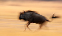 Wildebeest - motion blur  Hwange NP - Zimbabwe