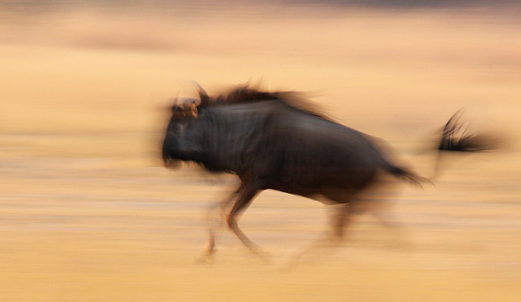 Wildebeest - motion blur  Hwange NP - Zimbabwe