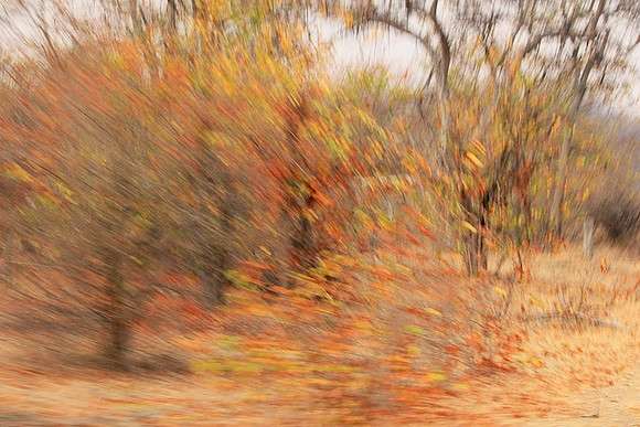 Tree along the road through Kruger NP - South Africa