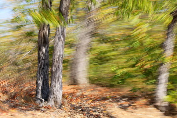 Tree along the road through Kruger NP - South Africa