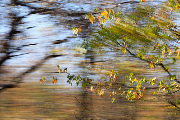 Tree along the road through Kruger NP - South Africa