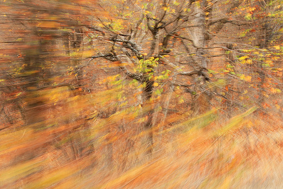Tree along the road through Kruger NP - South Africa