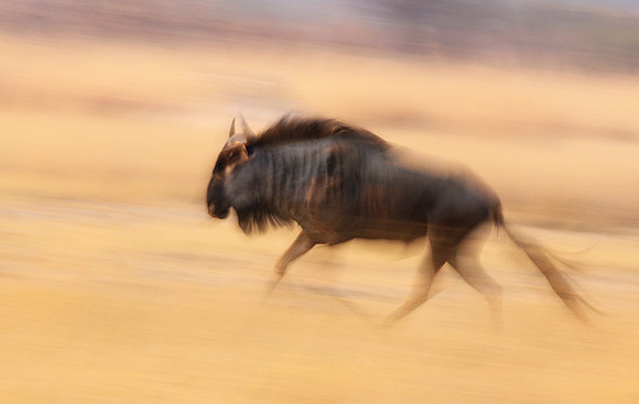 Wildebeest - motion blur  Hwange NP - Zimbabwe