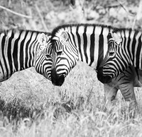 Ongava  - Namibia