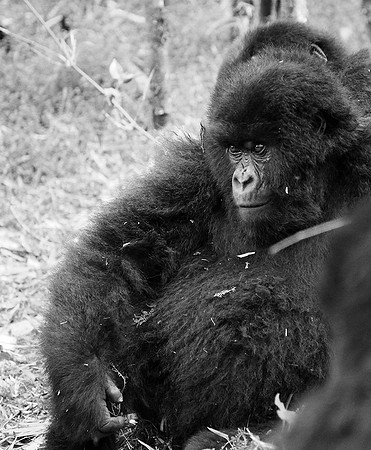 Gorilla - Volcanoes National Park