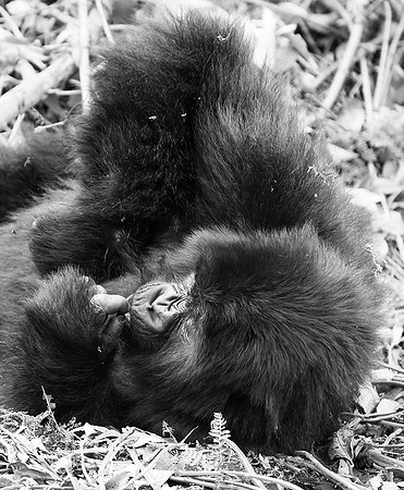 Gorillas - Volcanoes National Park