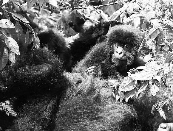 Gorilla - Volcanoes National Park