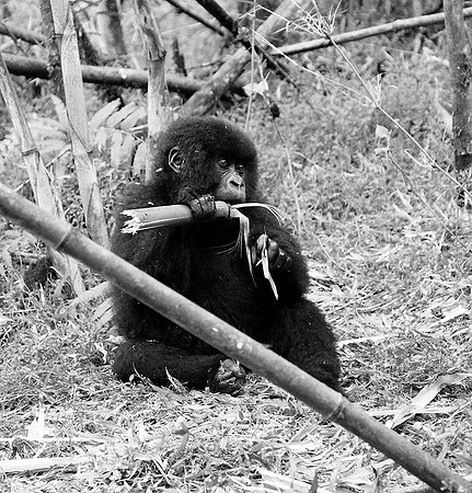 Gorilla - Volcanoes National Park