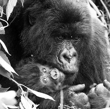 Gorilla - Volcanoes National Park