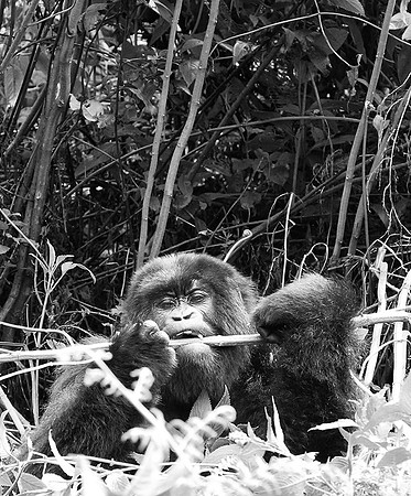 Gorillas - Volcanoes National Park