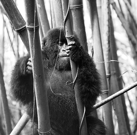 Gorilla - Volcanoes National Park