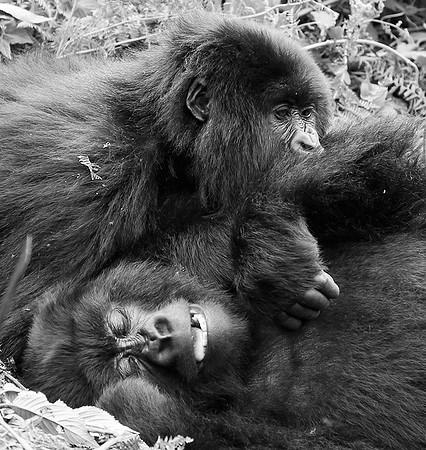 Gorilla - Volcanoes National Park