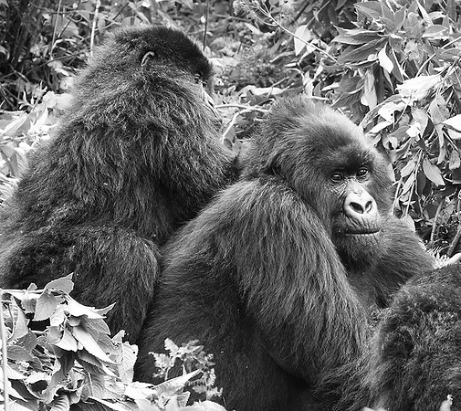 Gorillas - Volcanoes National Park
