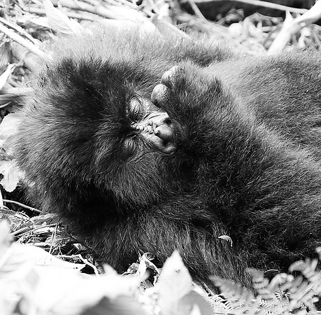 Gorillas - Volcanoes National Park