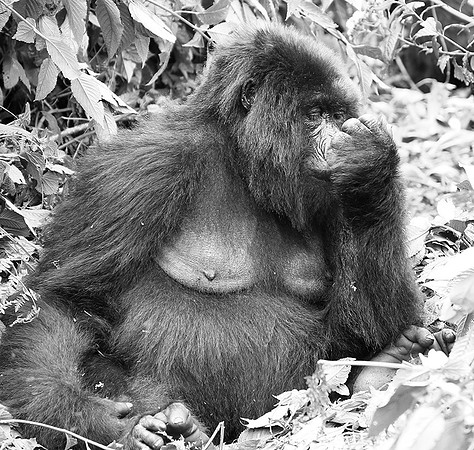 Gorilla - Volcanoes National Park