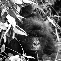 Gorilla - Volcanoes National Park